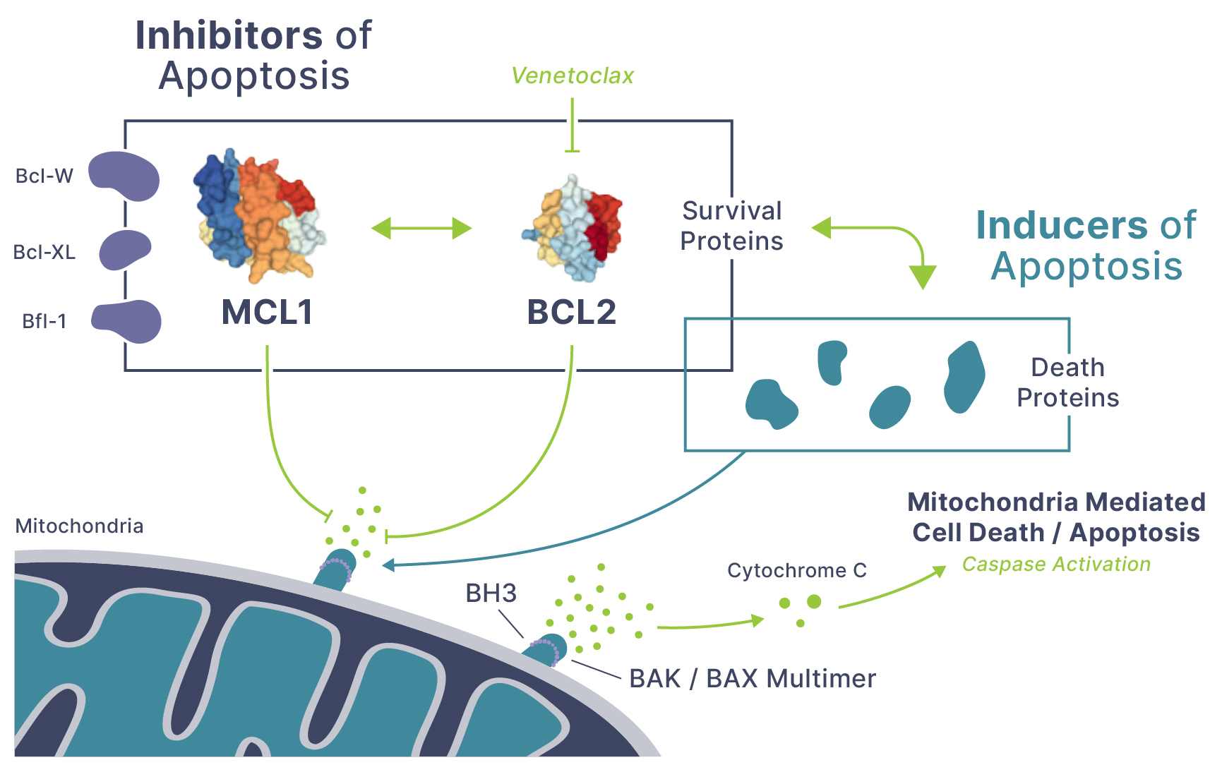 MCL1 - Prelude Therapeutics