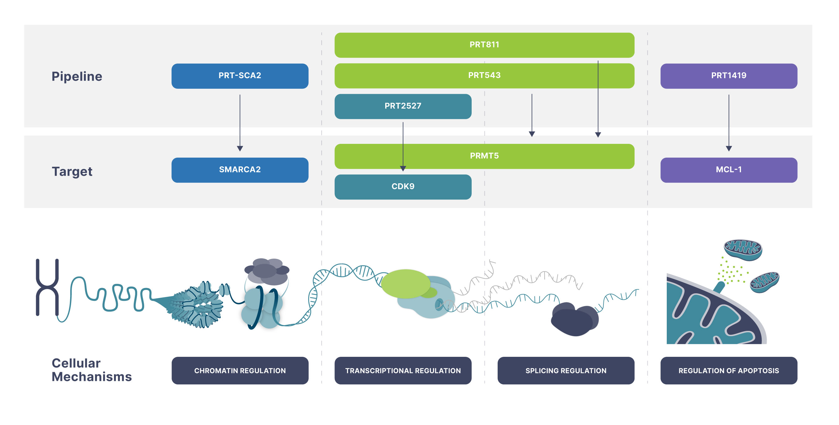 Pipeline-Page-Graphic