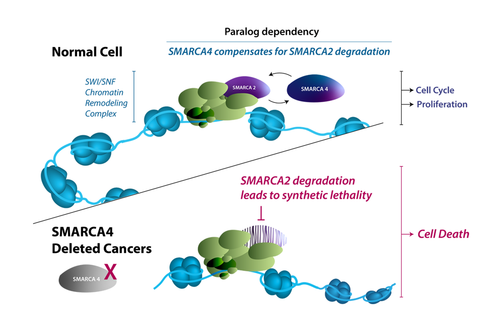 smarca-graphic